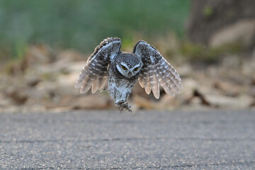 A spotted owl takes off after landing on the road to catch prey