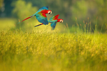 Two macaws are flying over a golden grass field