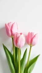 Fototapeta premium Pastel pink tulips against white background with a subtle copy space, greenery, spring flowers, modern