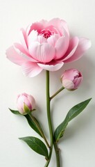 Naklejka premium Peony blooms in soft pastel shades on a pure white surface, flowers, isolated