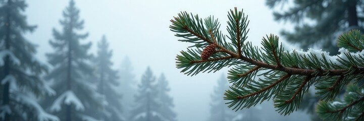 Obraz premium Pine branches stretch towards the overcast sky, branch, winter