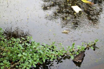 Aquatic Plants Flourishing in a Still Pond