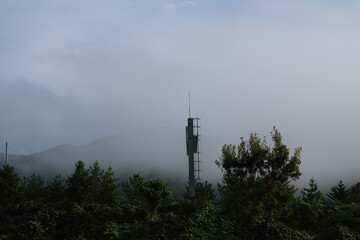 Obraz premium trees and fog