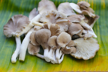Oyster mushroom or lung oyster