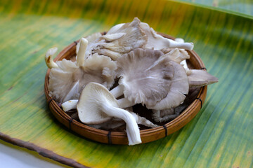 Oyster mushroom or lung oyster