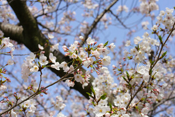 Branches of sakura flowers, cherry blossom