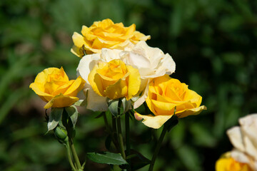 Beautiful yellow roses on a blurred green background