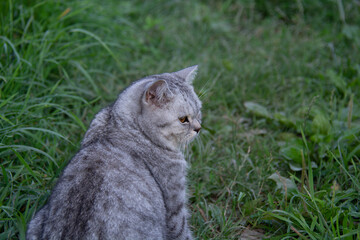 Gray British cat sits on the grass in the garden in summer