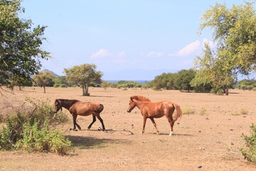 Naklejka premium horses on dry grassland at sumbawa indonesia.