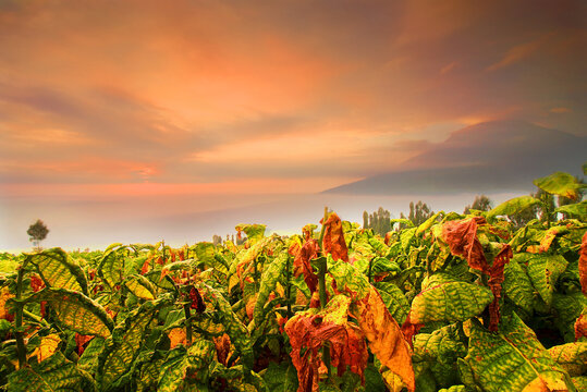 summer morning in tobacco fields at wonosobo central java indonesia