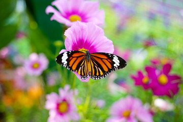 A beautiful butterfly in the garden