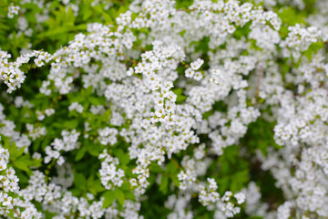 White flowers of Thunberg spirea in Japan park