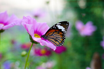 A beautiful butterfly in the garden