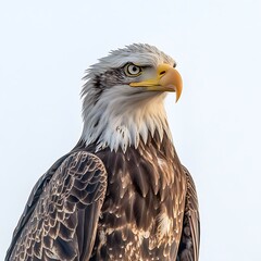Obraz premium bald eagle in flight