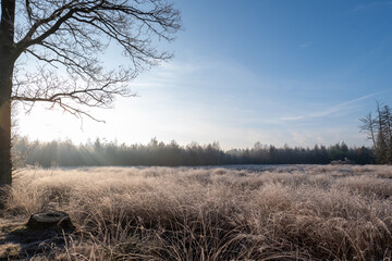 Sun shining over frosty field and forest in winter morning