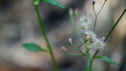 Close-up view of Cyanthillium cinereum plant