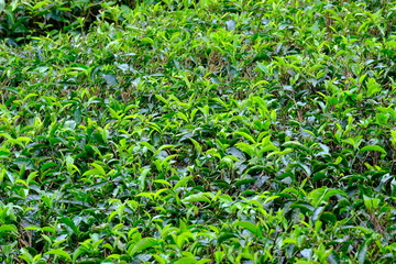 close up of tea leaves at the tea plantation, green background 