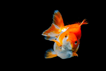 Red and White Ryukin Goldfish (Carassius auratus)