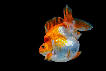 Red and White Ryukin Goldfish (Carassius auratus)