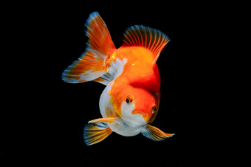 Red and White Ryukin Goldfish (Carassius auratus)