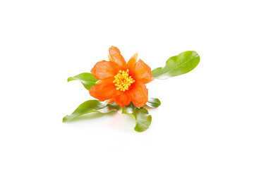 red flowers of pomegranate isolated on a white background