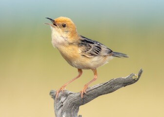 A singing golden headed cisticola (Cisticola exilis) on a gnarled wood perch with soft bokeh background