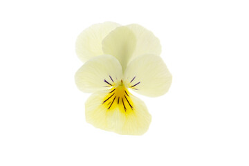 colorful pansy flower isolated on a white background