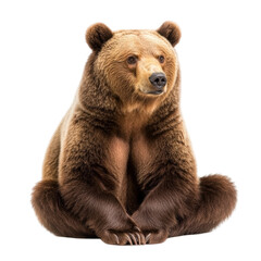 Fototapeta premium Majestic Brown Bear Sitting Against a White Background with Calm Expression and Fluffy Fur Coat
