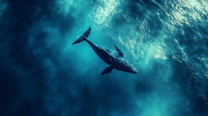 Fototapeta premium A majestic whale gracefully swims through the deep blue sea illuminated by sunlight