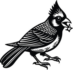  Cardinal flying bird isolated on vector art illustration