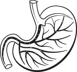 Illustration of Human Internal Stomach Anatomy. Stomach vector art with white background