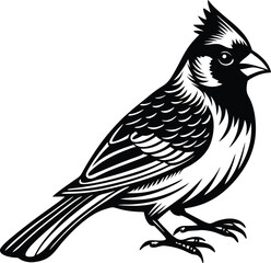 Cardinal flying bird isolated on vector art illustration