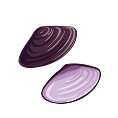 vector drawing sea shell, mussels, seashell isolated at white background, hand drawn illustration