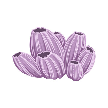 vector drawing sea barnacle isolated at white background, hand drawn illustration