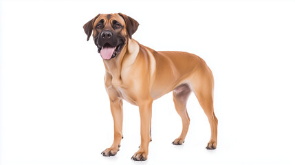 Obraz premium Majestic Boerboel: A stunning Boerboel dog stands proudly, showcasing its muscular build and calm demeanor. Its fawn coat gleams, and its tongue playfully hangs out.