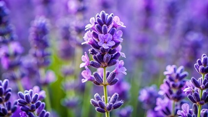 Close-Up of Vibrant Lavender Flowers in a Blooming Field Landscape