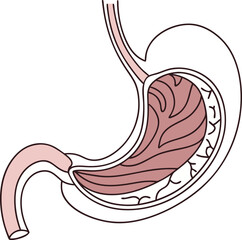 Illustration of Human Internal Stomach Anatomy. Stomach vector art with white background