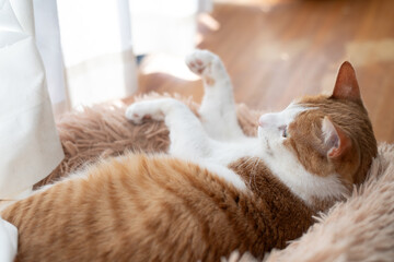 窓辺でくつろぐ可愛い猫　茶トラ白