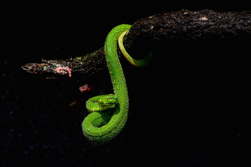 green snake on black background
