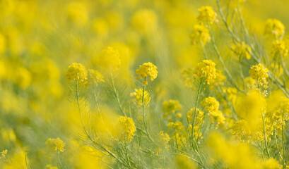 満開の菜の花畑