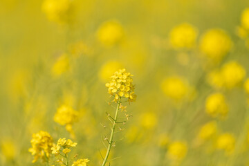 Fototapeta premium 満開の菜の花畑