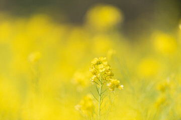 満開の菜の花畑