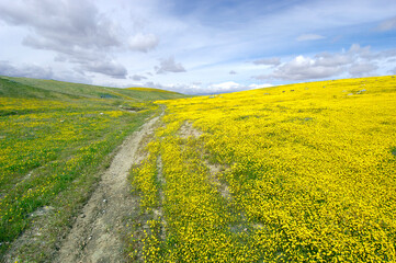 Obraz premium Wildfower Path in Yellow