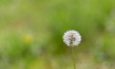風に揺れる可愛いタンポポの綿毛