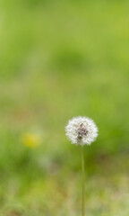 風に揺れる可愛いタンポポの綿毛