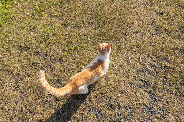 歩いている猫を上から撮影　茶トラ白