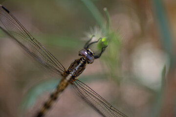 葉っぱに止まるトンボをマクロレンズで撮影