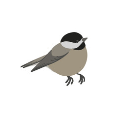 vector drawing bird, black-capped chickadee, hand drawn Poecile atricapillus, isolated nature design element