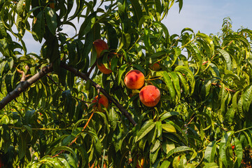 Ripe peach fruits hanging on lush trees in scenic Croatia during summer