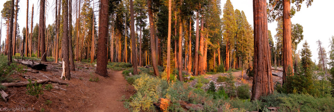 Redwood Forest VII Panorama 